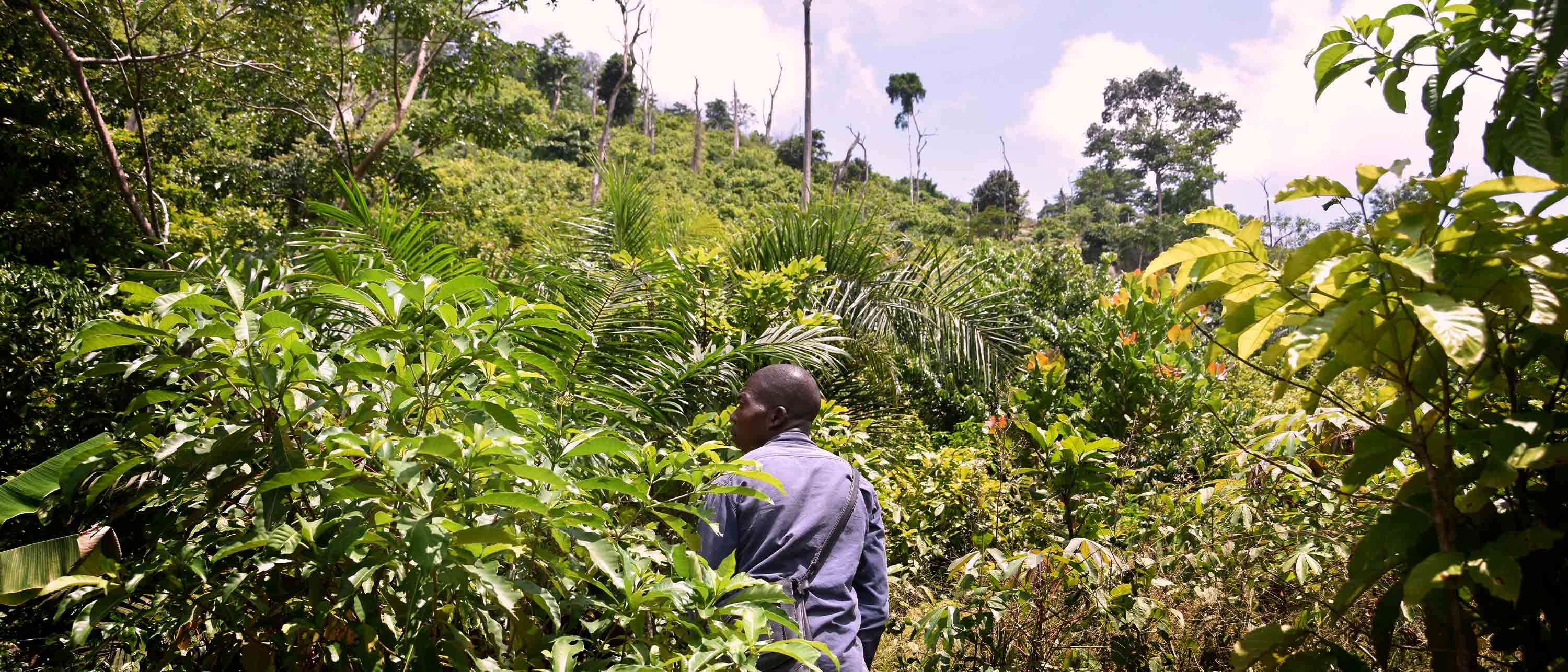 farmer in cocoa field